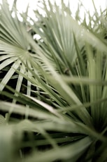 green grass in macro lens