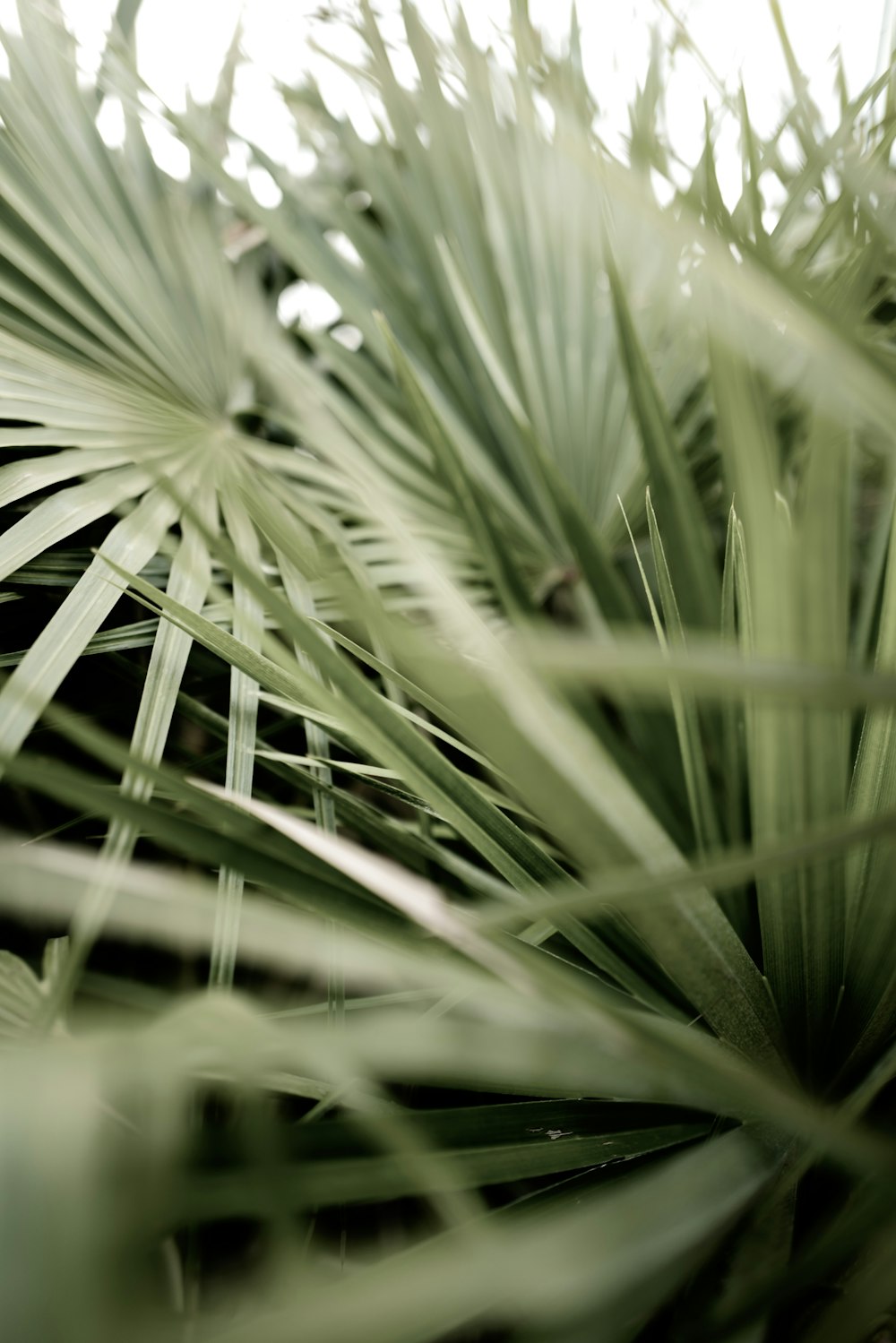 green grass in macro lens