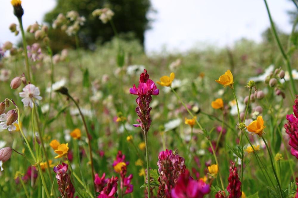 purple and yellow flowers during daytime