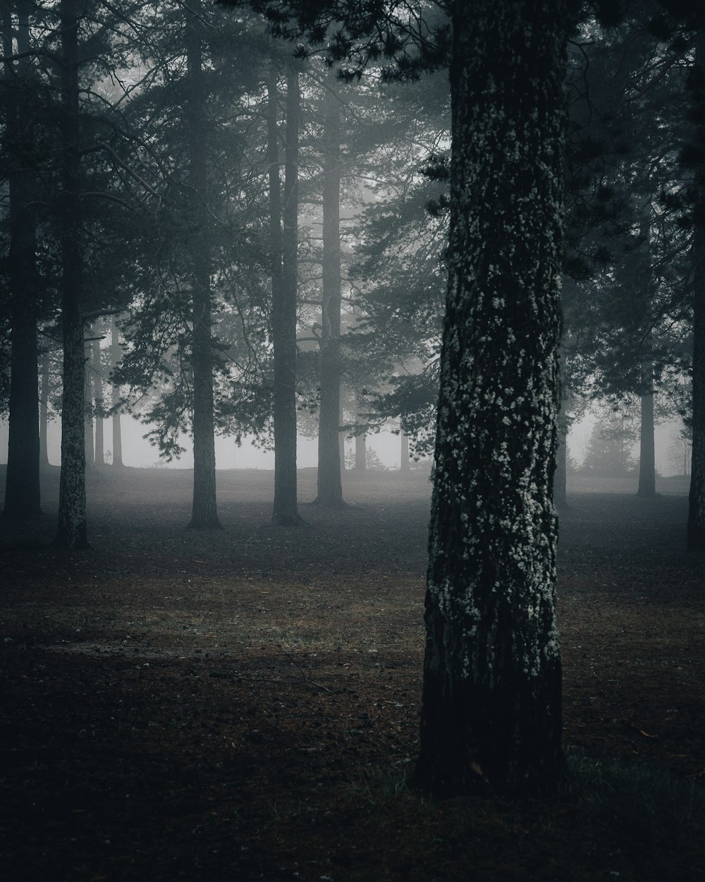 brown trees on forest during daytime