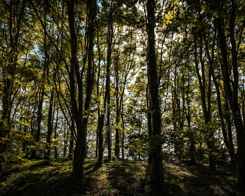 Birch Grove