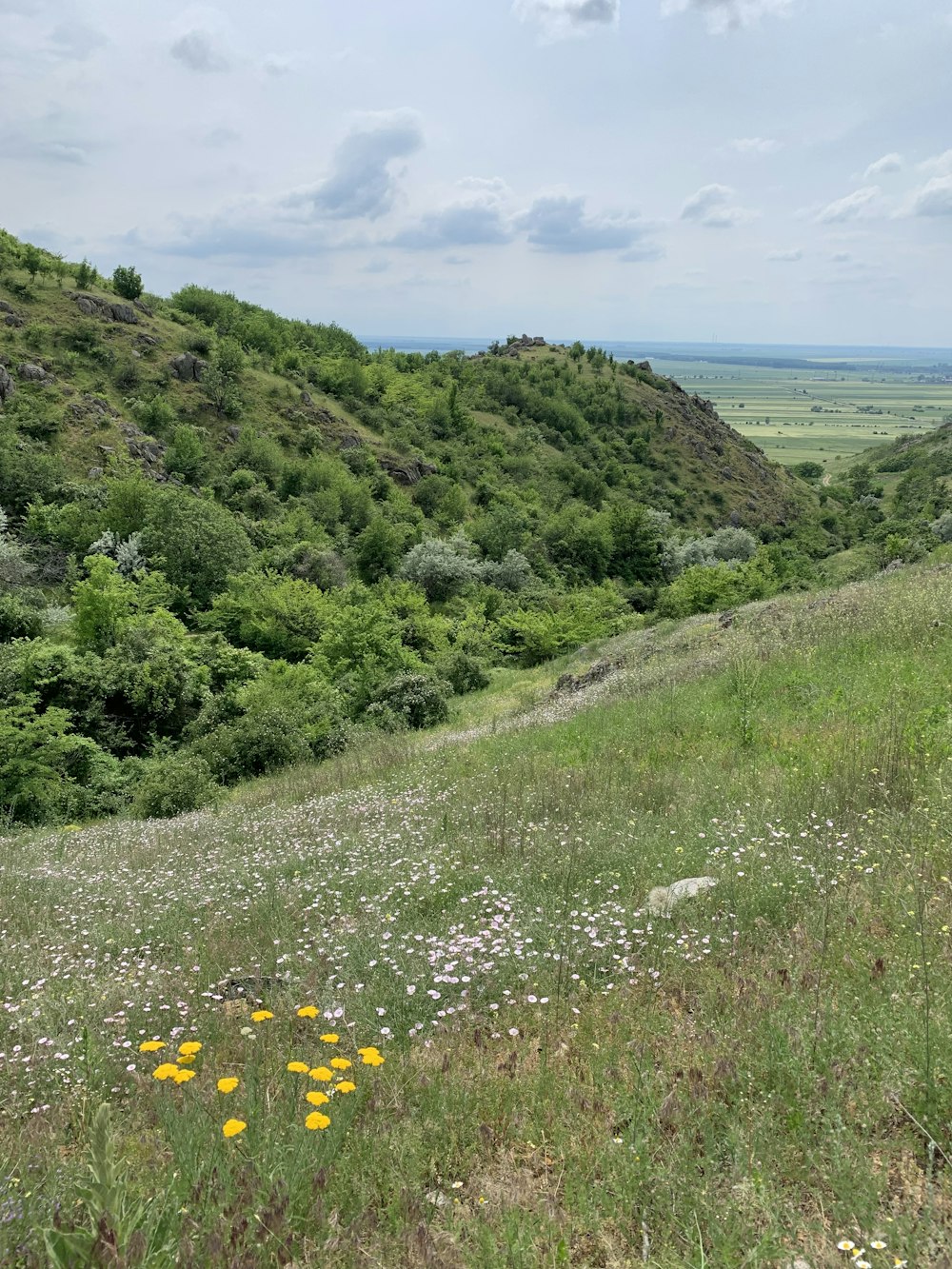 yellow flower on green grass field near body of water during daytime