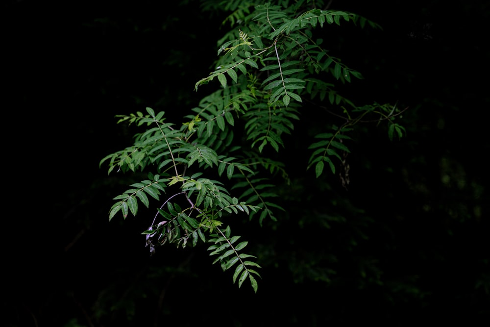 green fern plant in close up photography