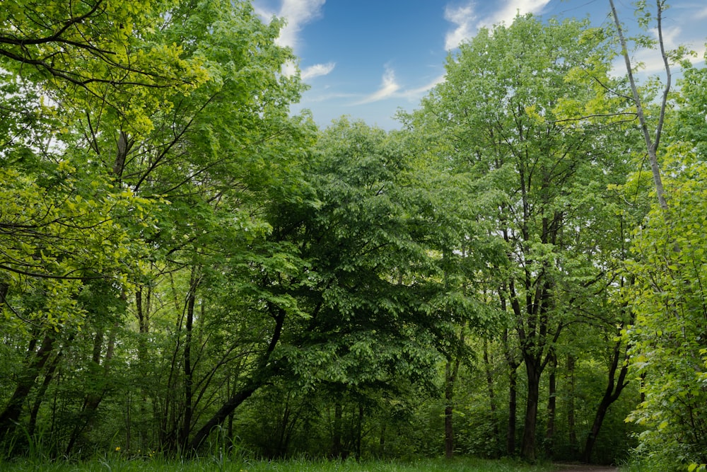 Grüne Bäume unter blauem Himmel tagsüber