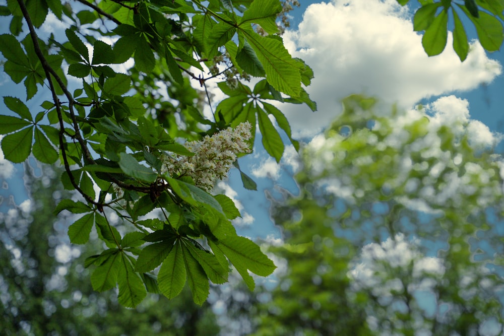 green leaves under blue sky during daytime