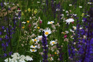 white and purple flowers on gray rock