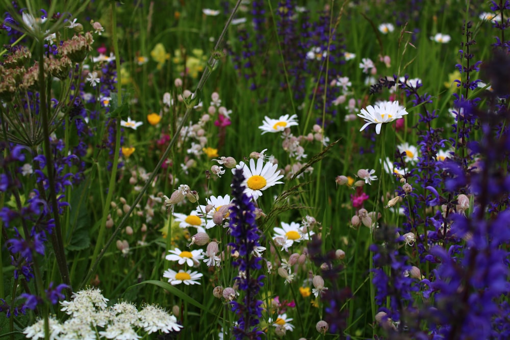 white and purple flowers on gray rock