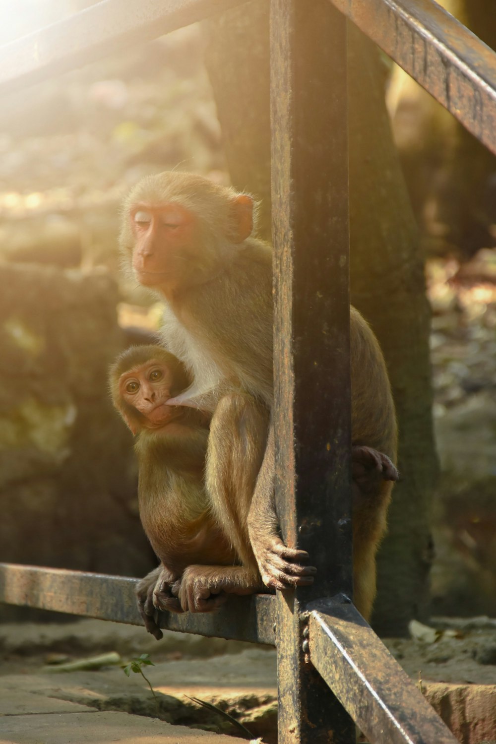 brown monkey sitting on black metal fence during daytime