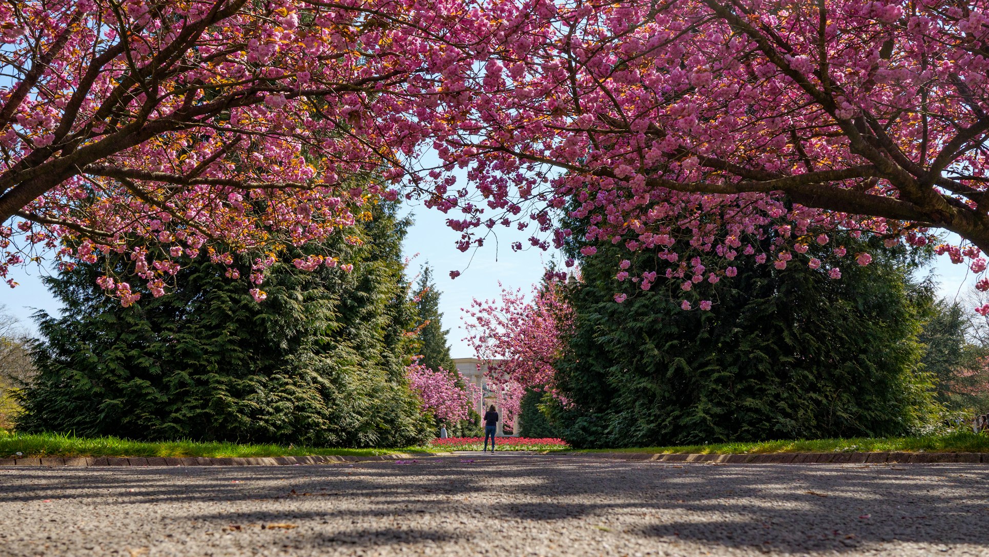 Dallas Botanical Gardens in the spring