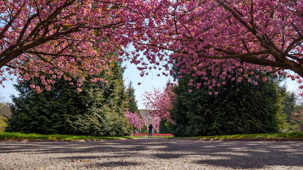 Arbres roses et verts sur la route en béton gris pendant la journée