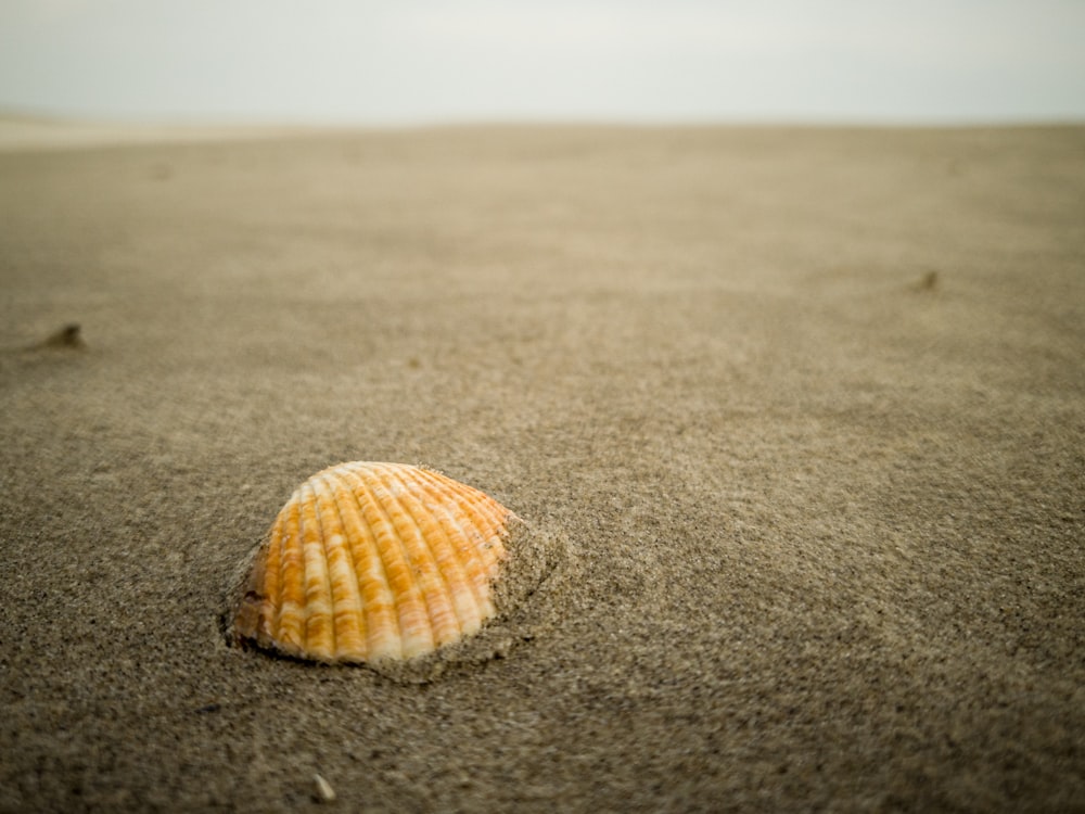 weiße und braune Muschel auf grauem Sand