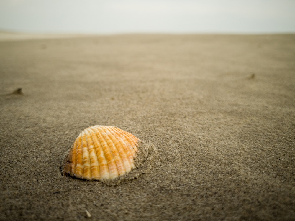 white and brown seashell on gray sand