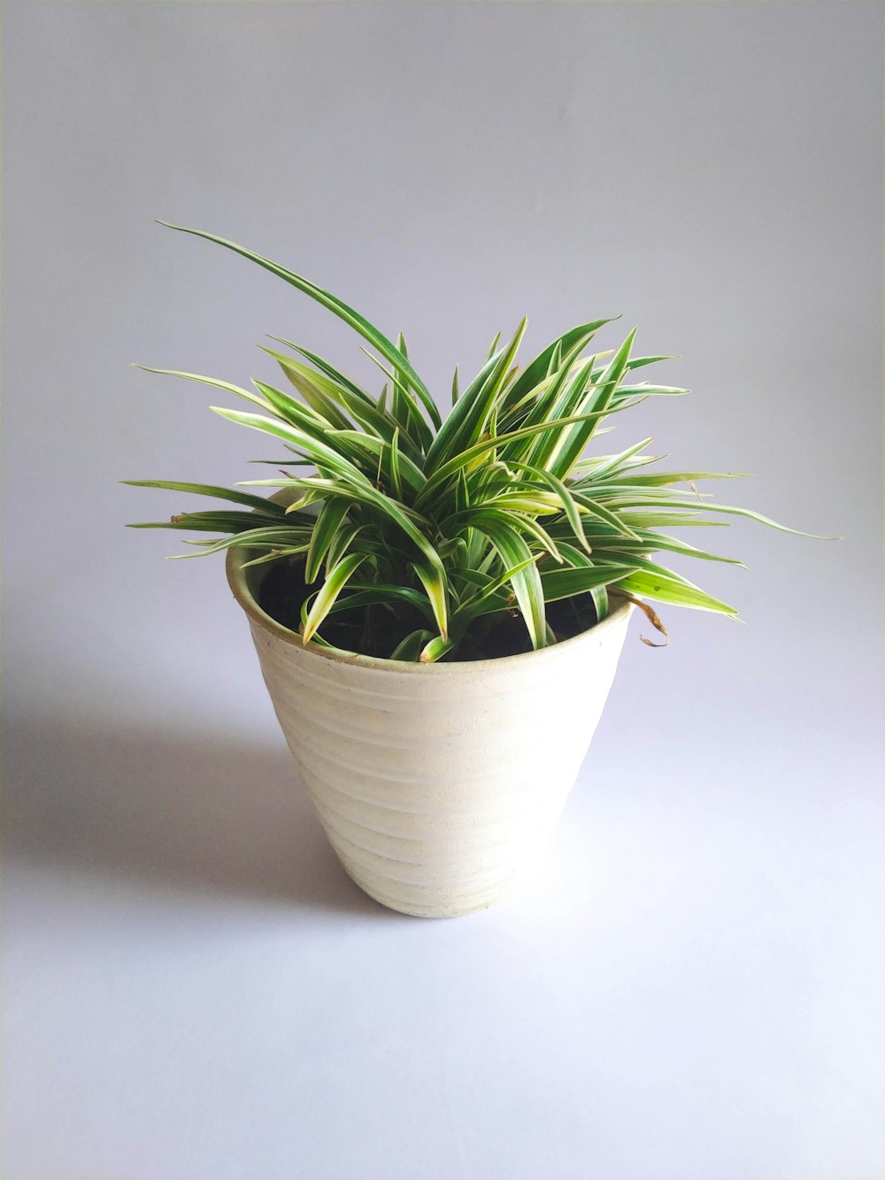 green plant on white ceramic pot