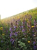 yellow flower field during daytime