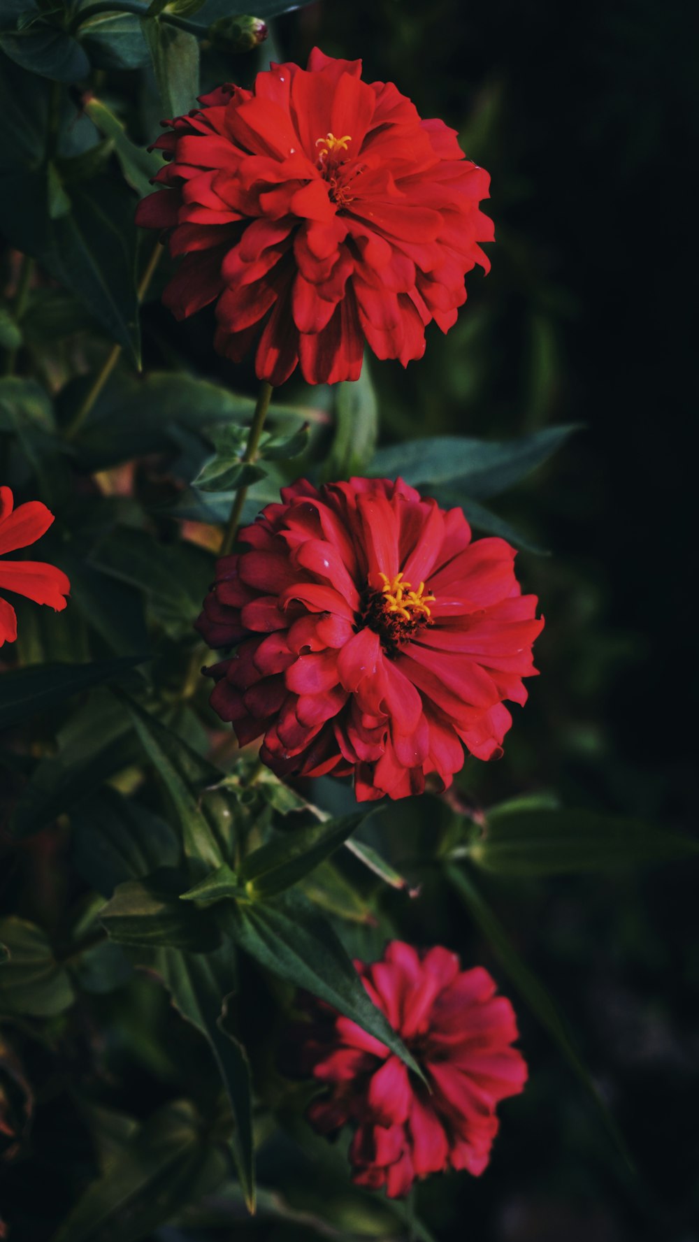 Flor roja en lente de cambio de inclinación