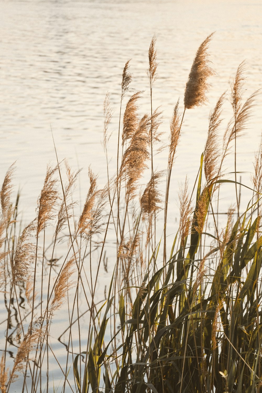 brown grass on water during daytime