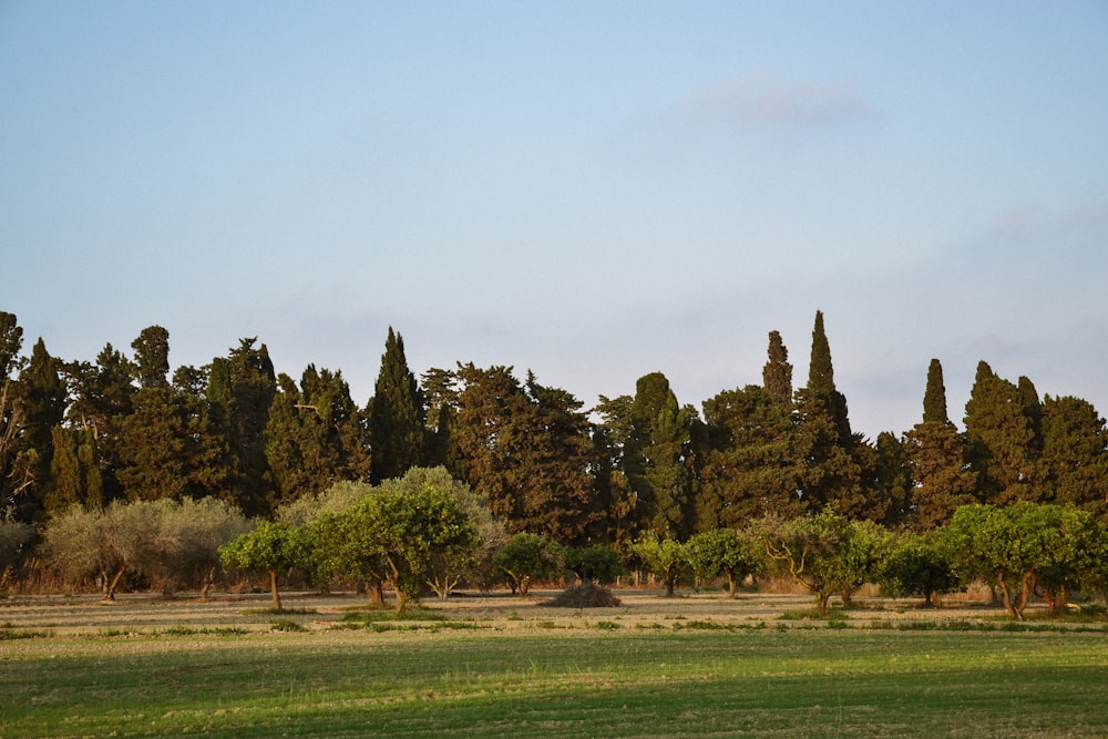 green grass field with trees under blue sky during daytime