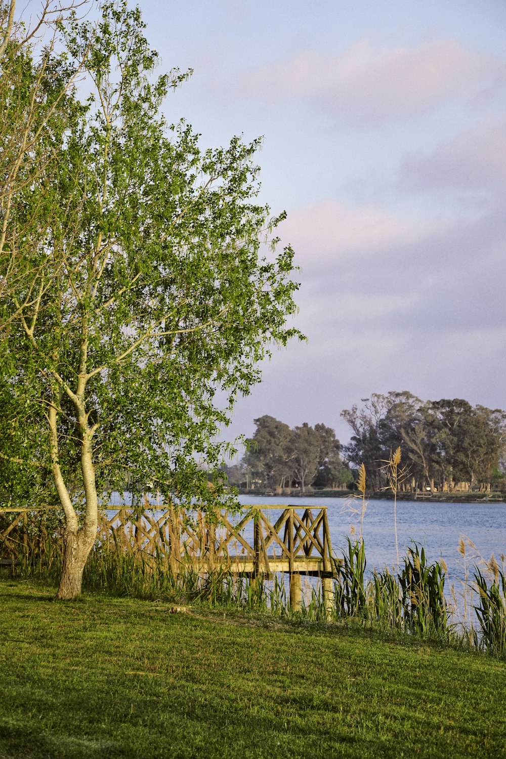 green tree near body of water during daytime