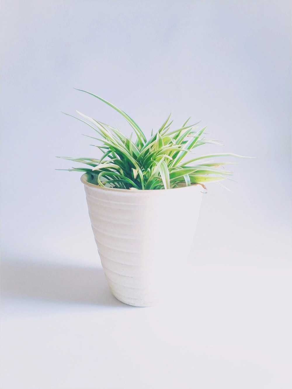 green plant on white ceramic pot