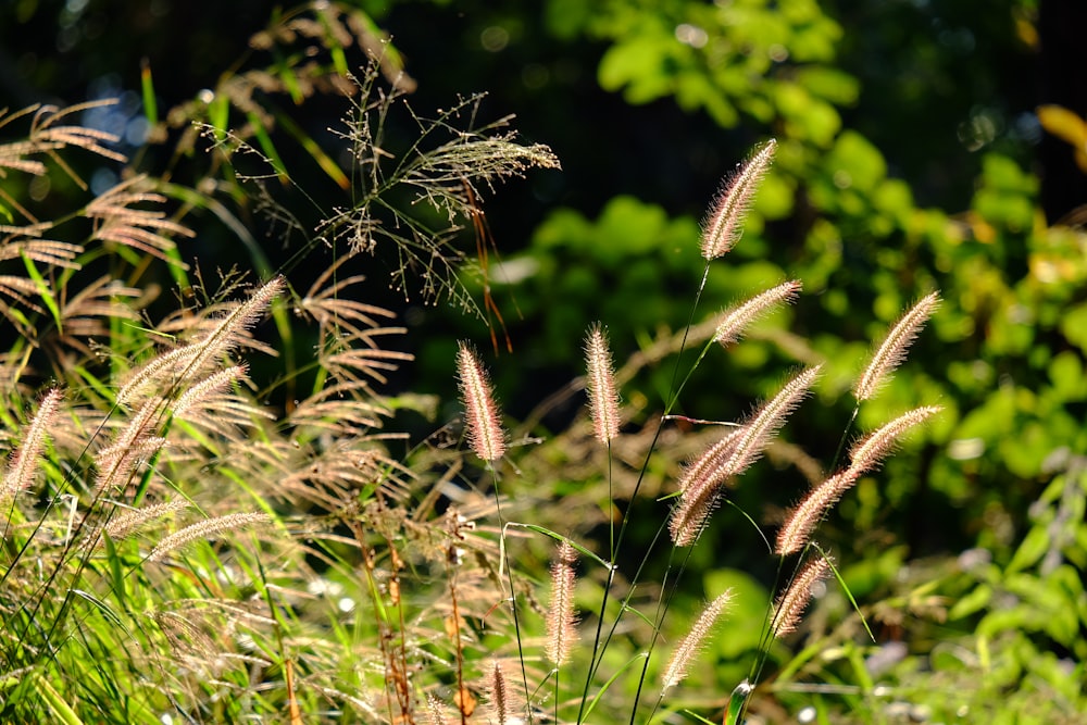 brown and green plant during daytime