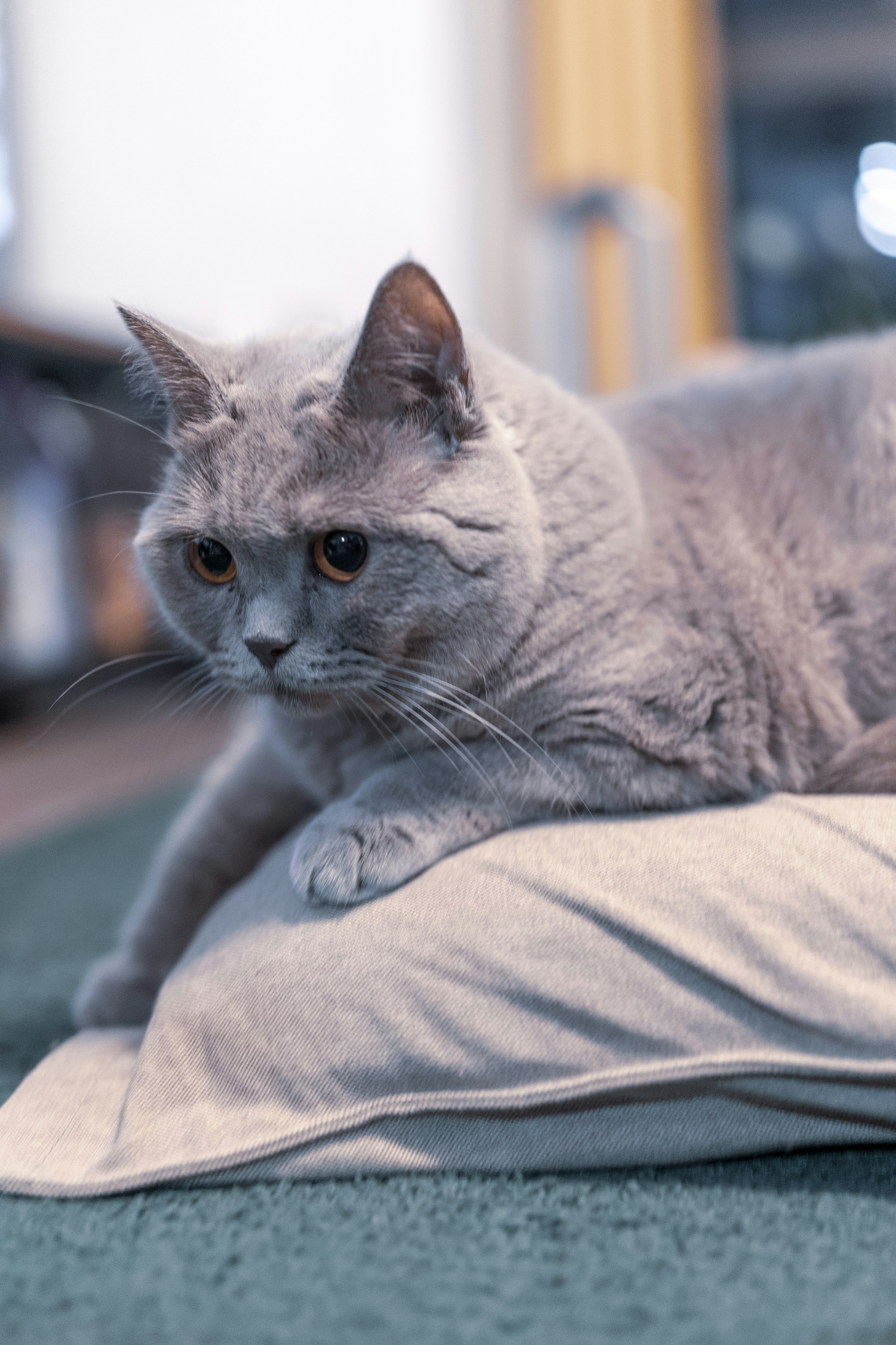 gray cat on gray textile photo – Free photo