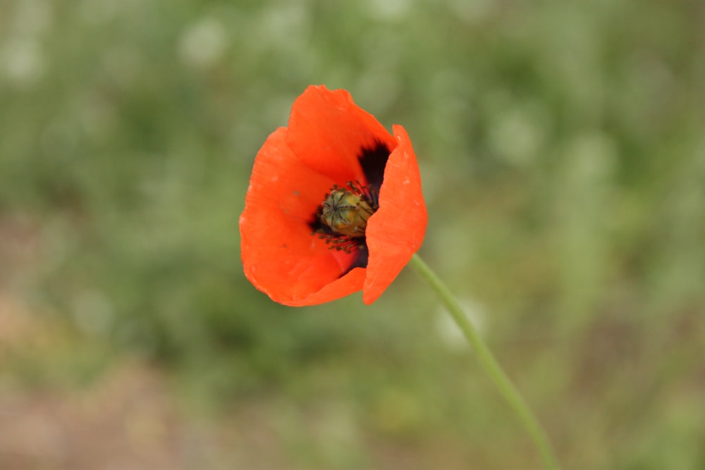 red flower in tilt shift lens