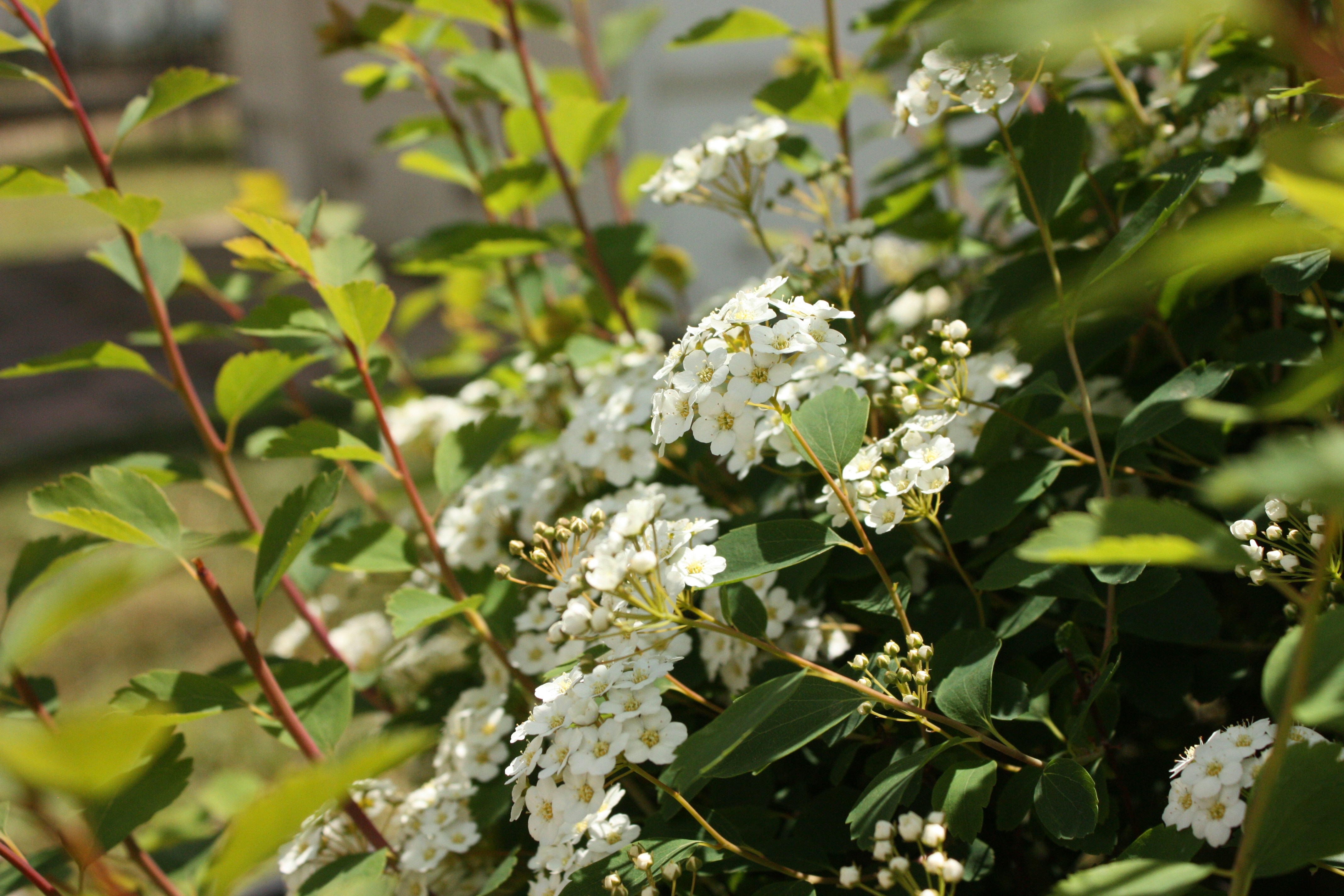 Photo by zhenya_romanova