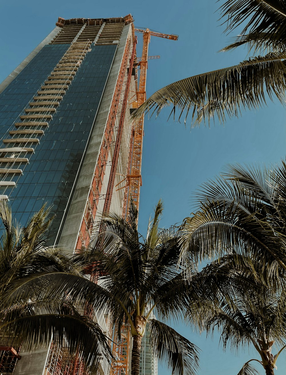 green palm tree near glass building during daytime