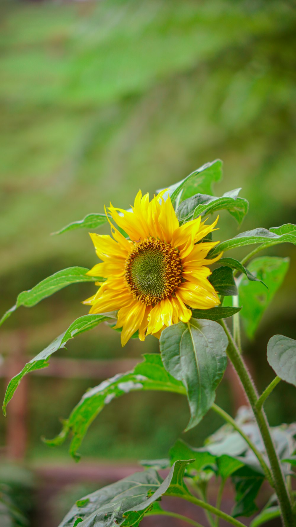 yellow sunflower in bloom during daytime