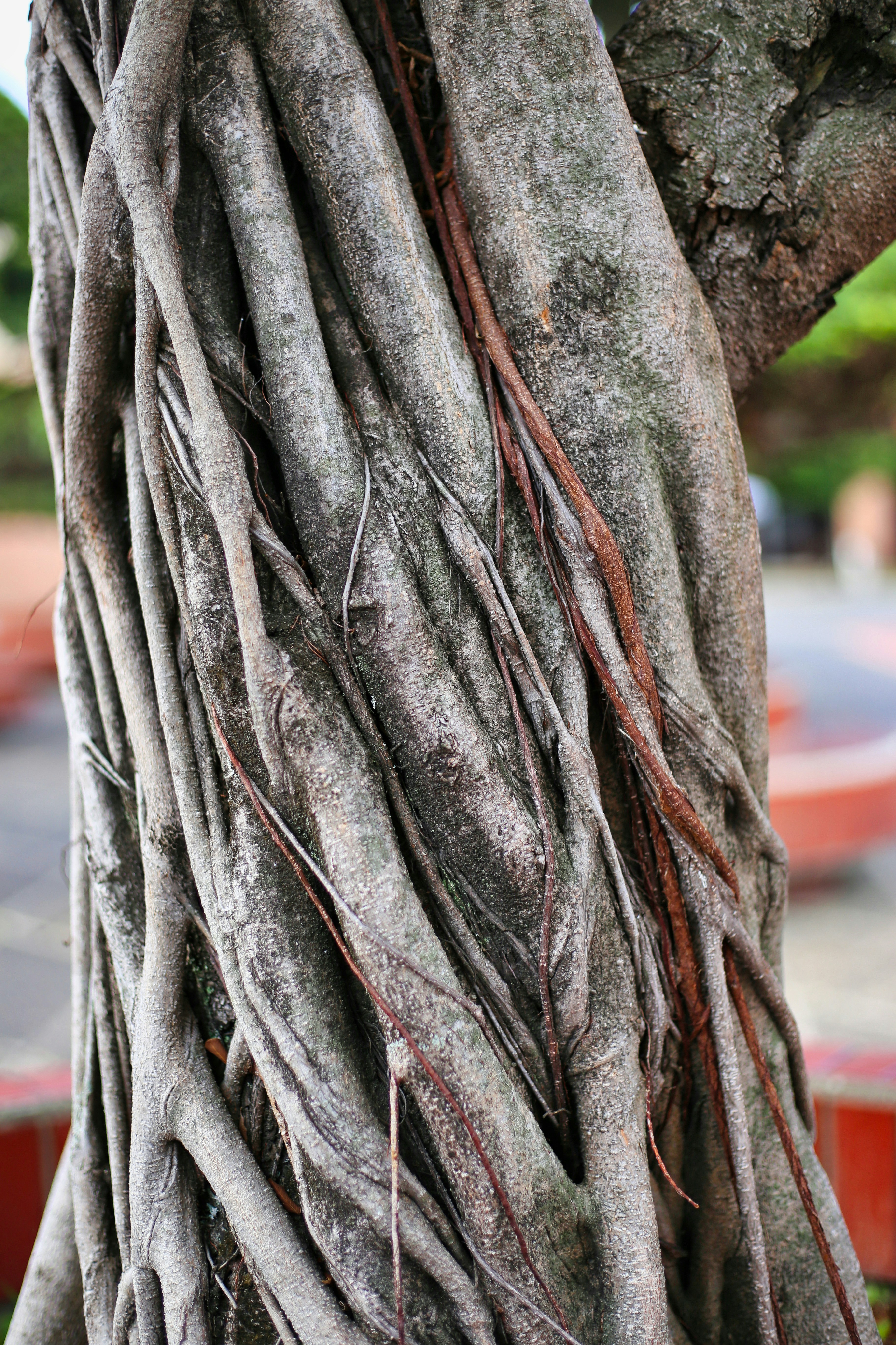 brown and gray tree trunk
