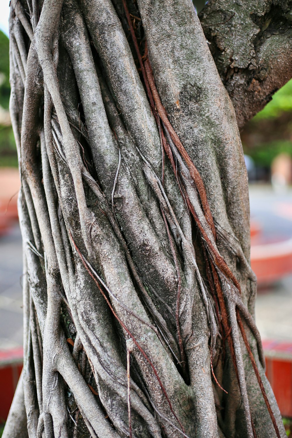 tronco d'albero marrone e grigio
