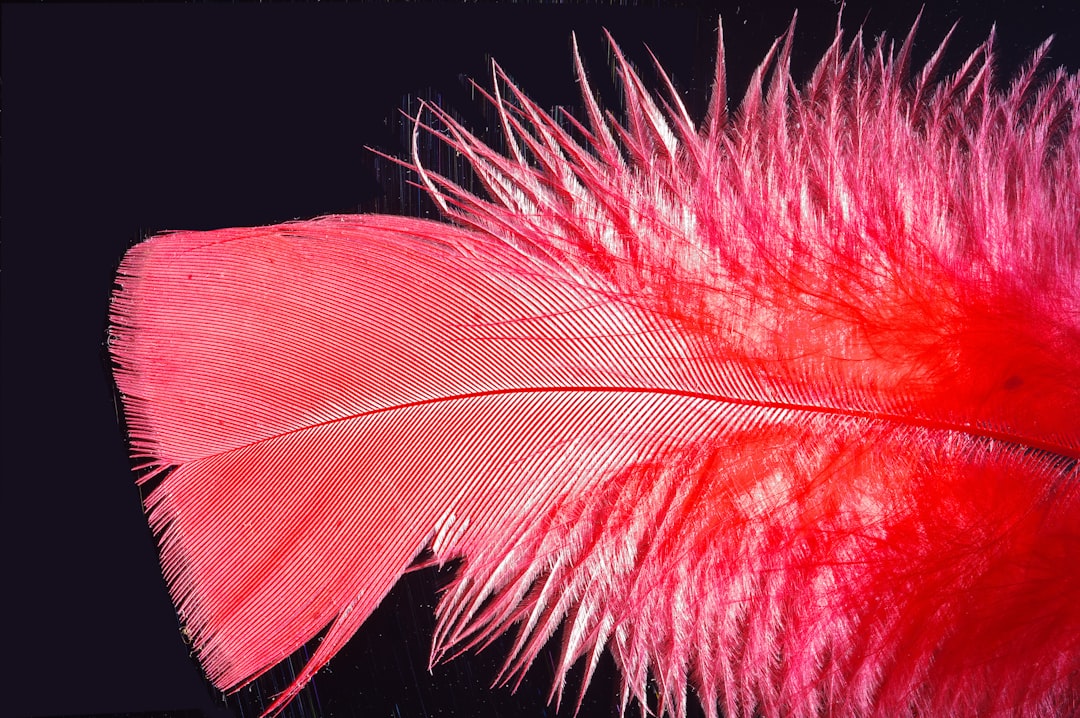 red and white feather in close up photography
