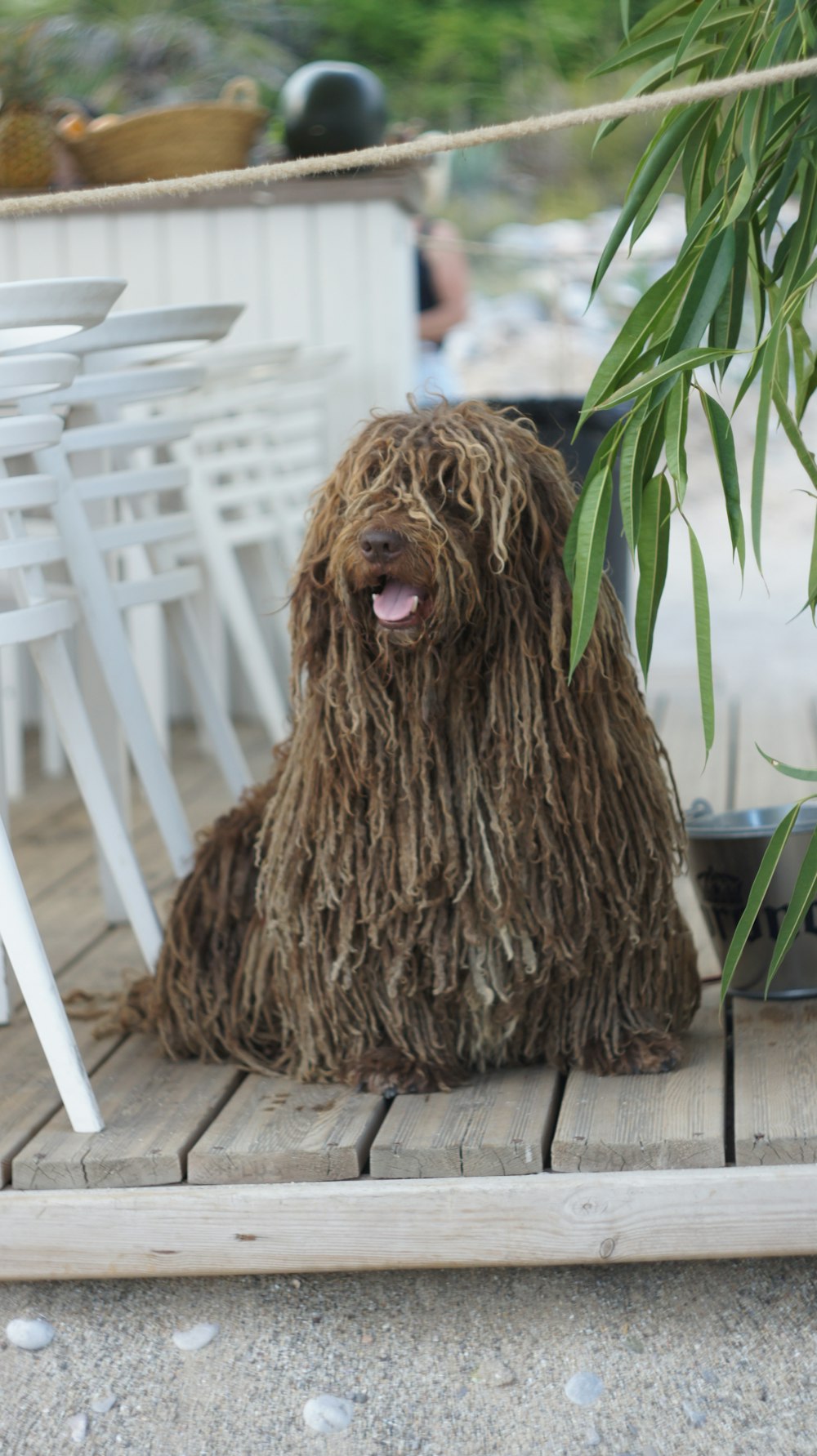 brown long coated dog on white metal frame