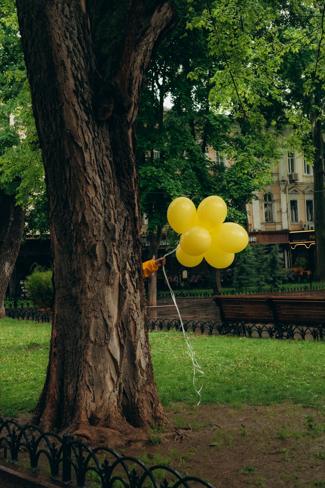 yellow balloons on brown tree trunk