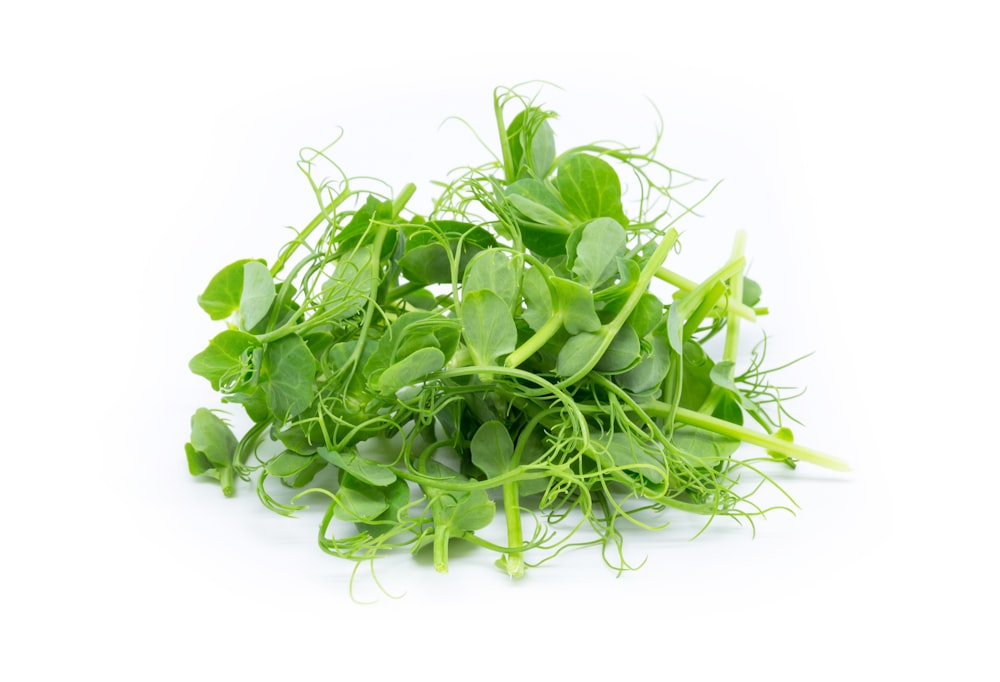 green leaves on white surface