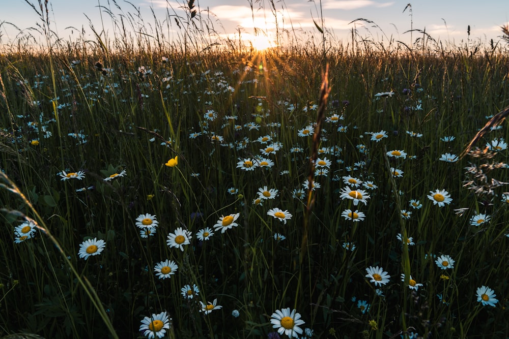 white daisy flower field during daytime