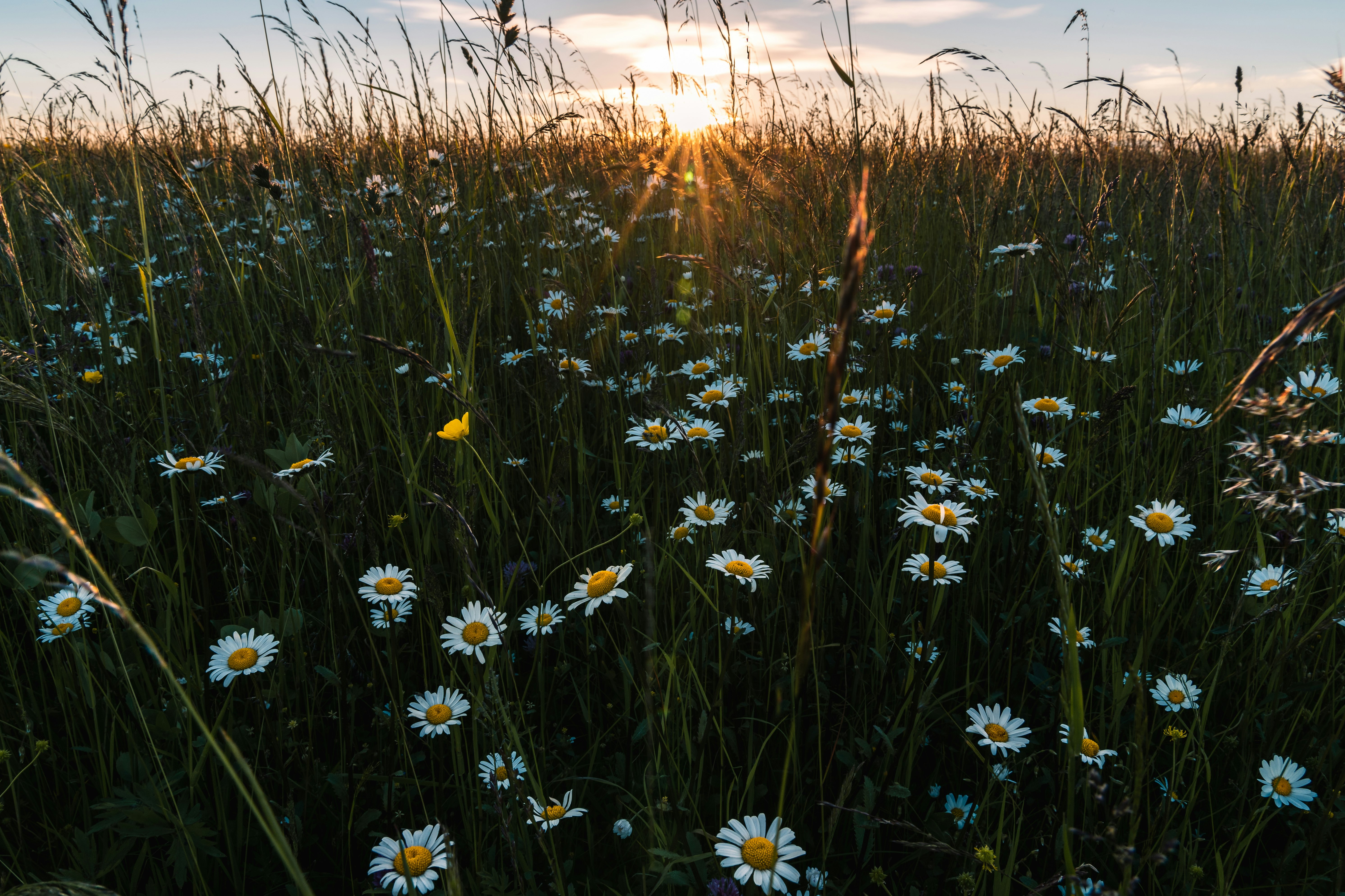 white daisy flower field during daytime