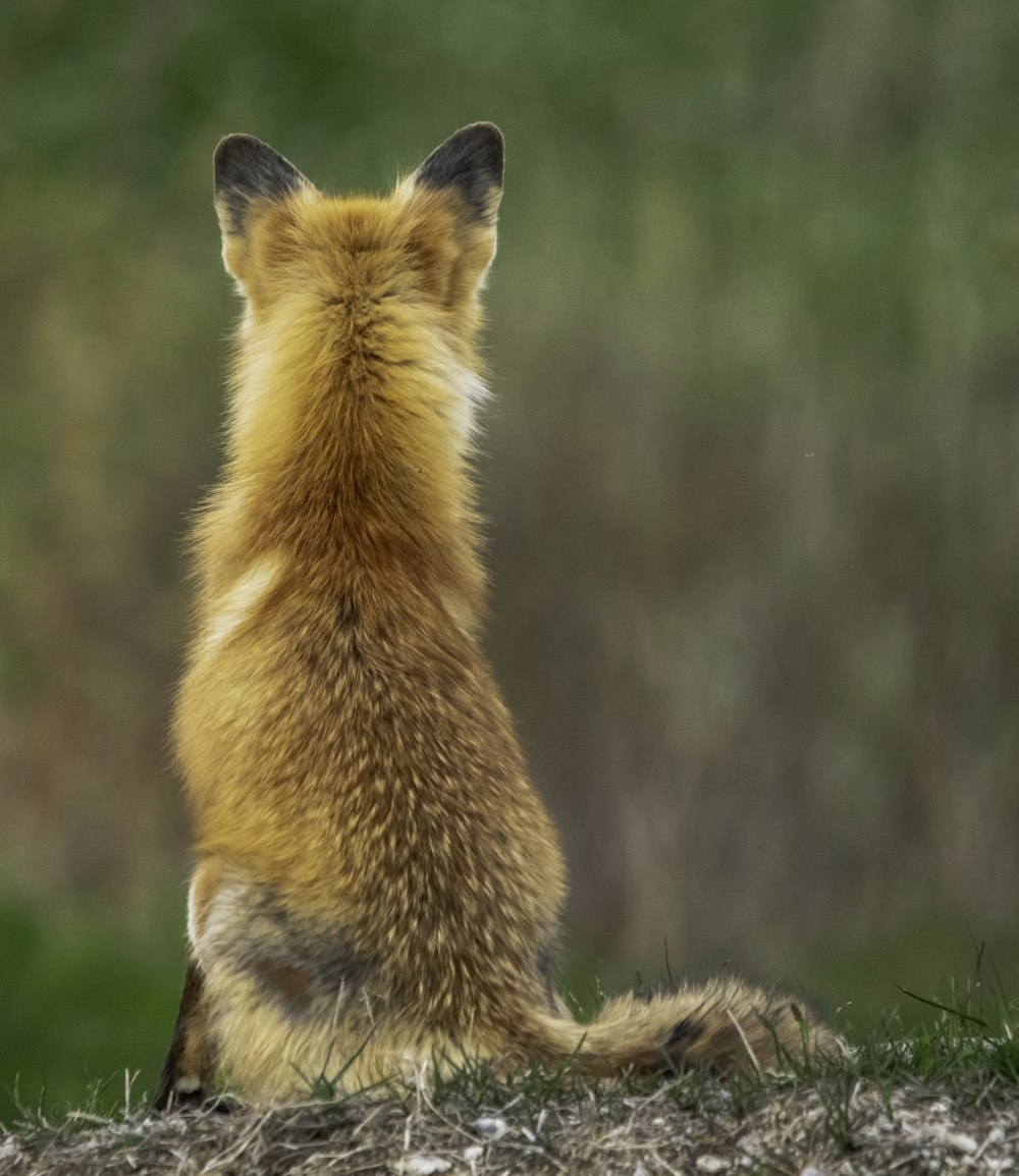 Brauner Fuchs tagsüber auf grünem Gras