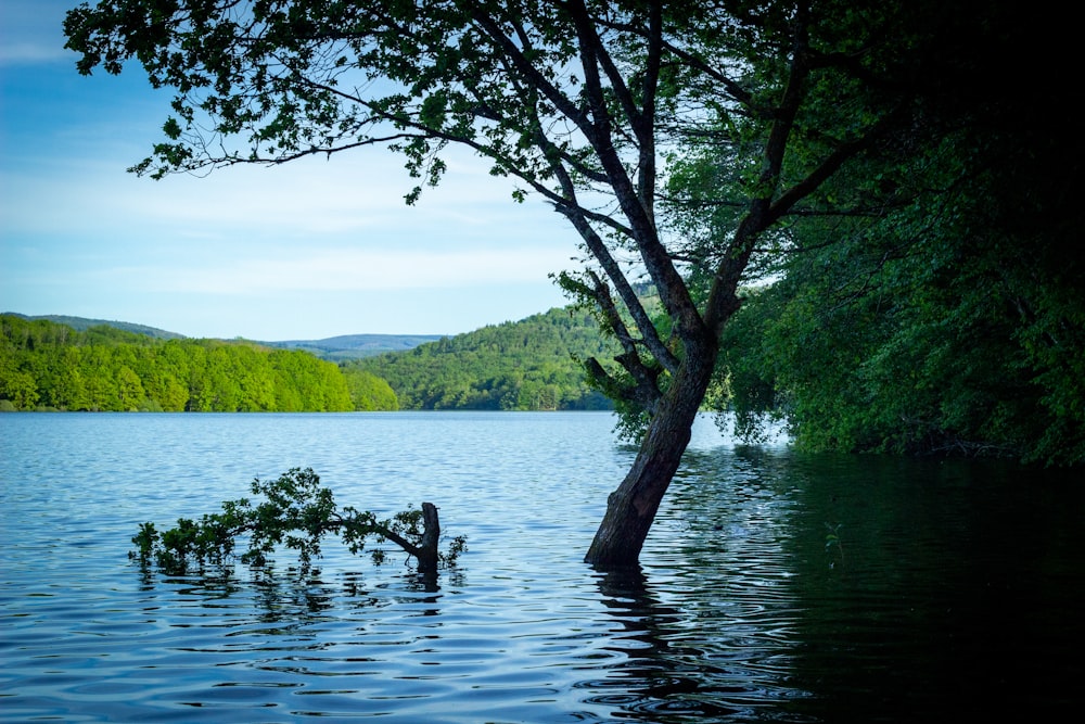 green trees on lake during daytime