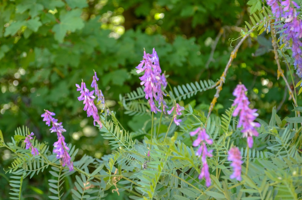 purple flowers with green leaves