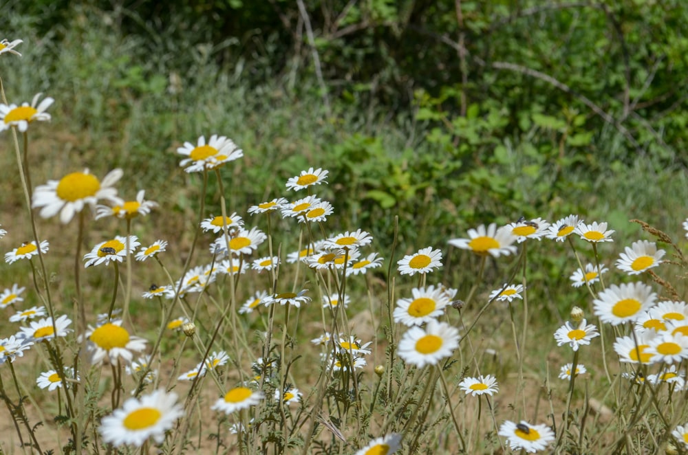 white and yellow flowers during daytime