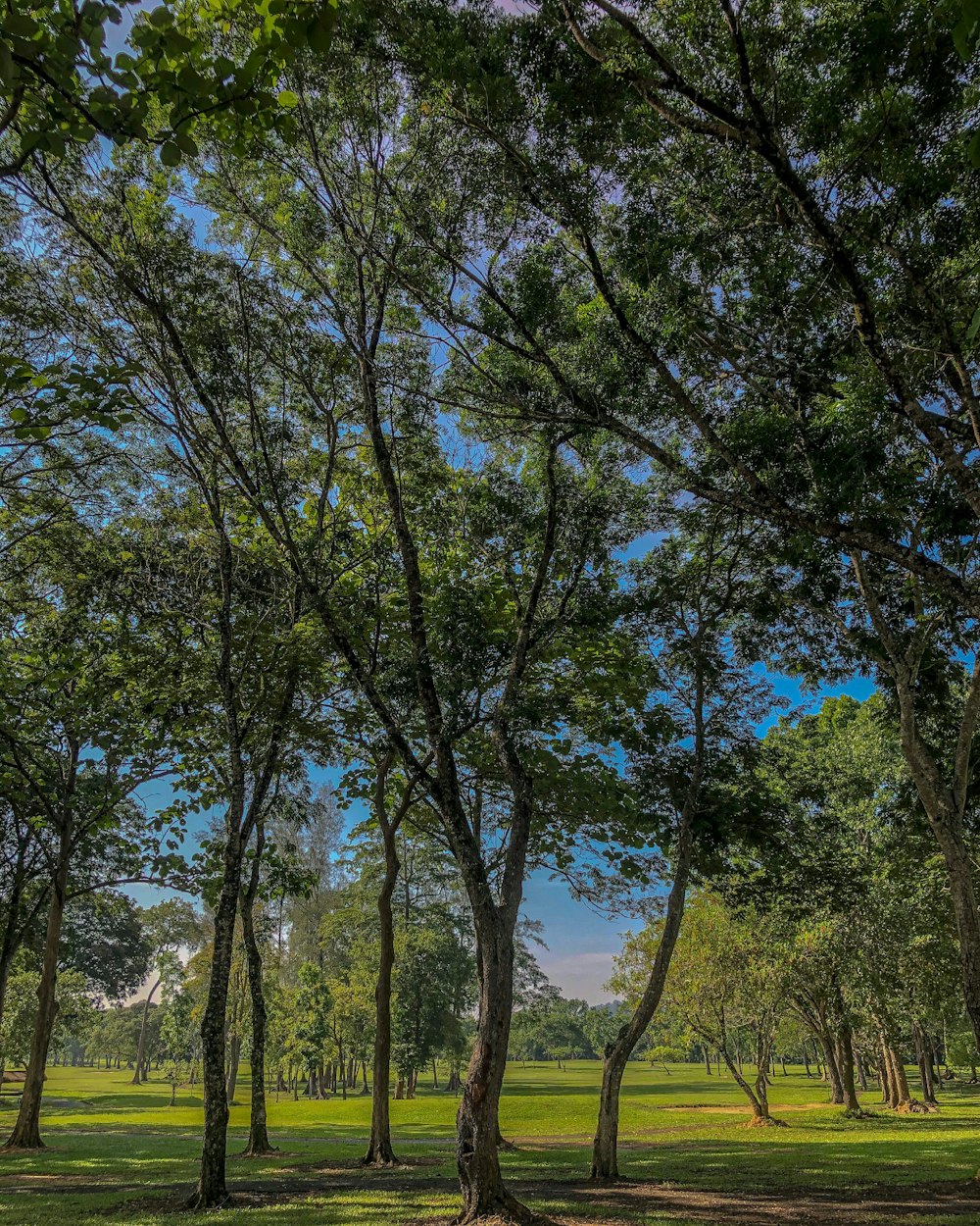 green trees on green grass field during daytime