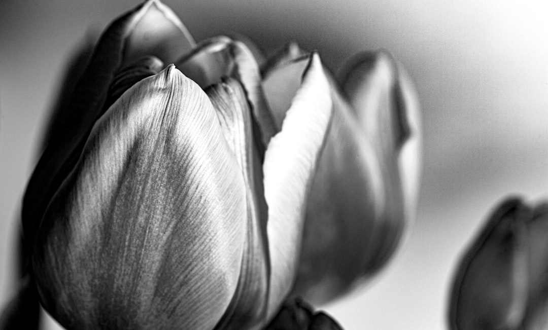 greyscale photo of tulip flower