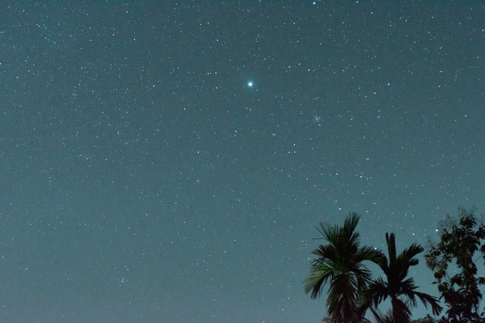 green palm tree under starry night