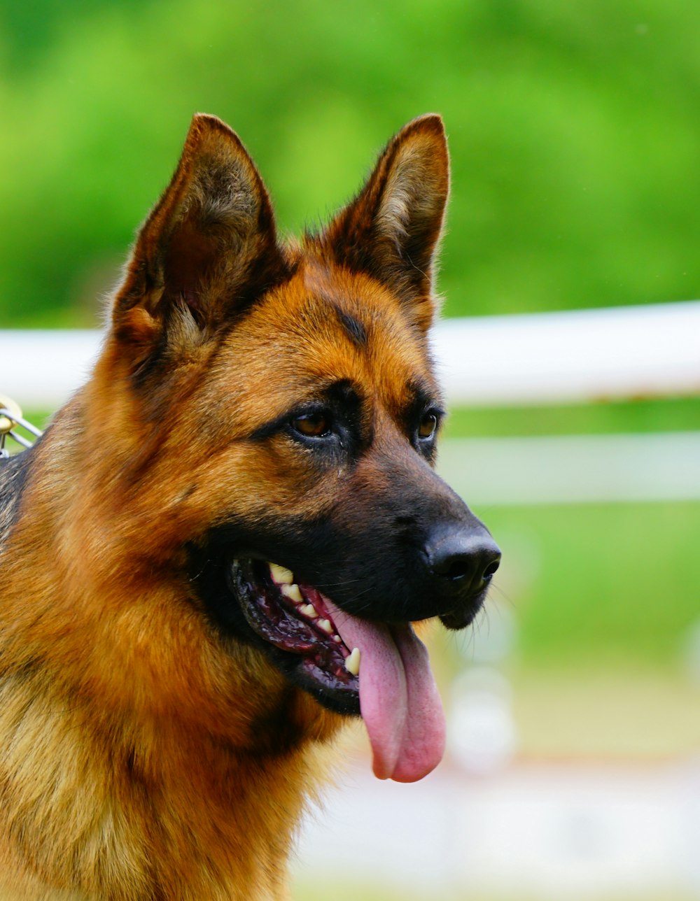 black and tan german shepherd