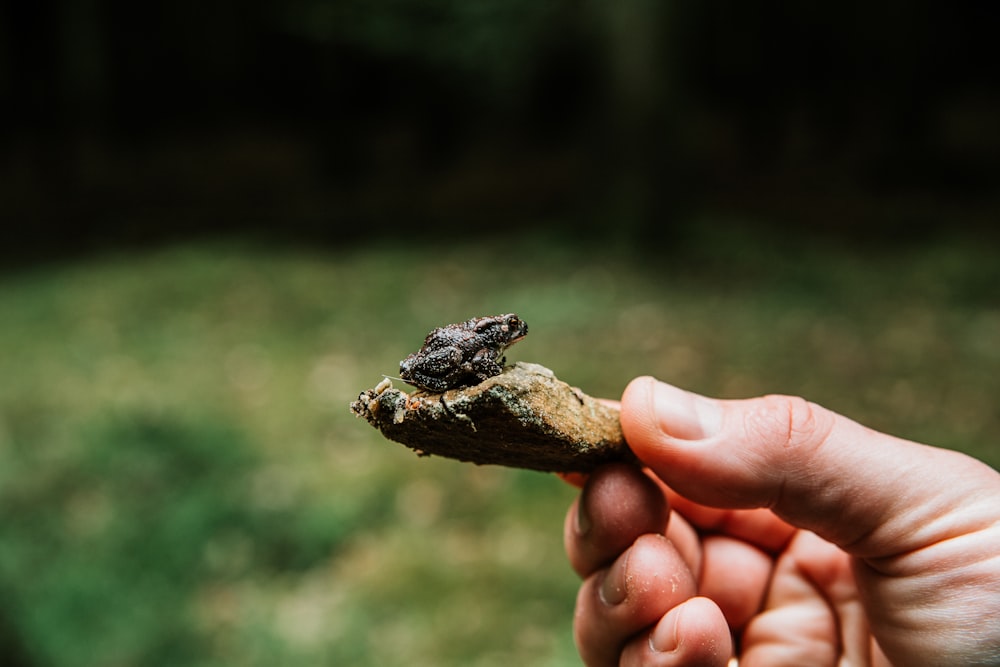 brown and black frog on persons hand