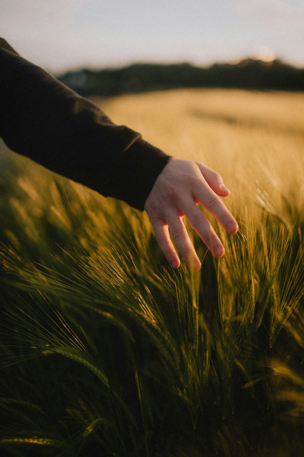 Persona in camicia nera a maniche lunghe che tiene il campo di grano durante il giorno