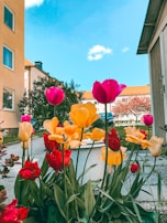 Colorful tulips in a charming garden setting.