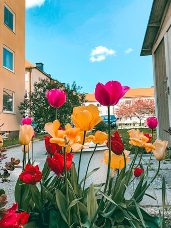 A bright spring garden bursting with tulips and daffodils under a clear blue sky.
