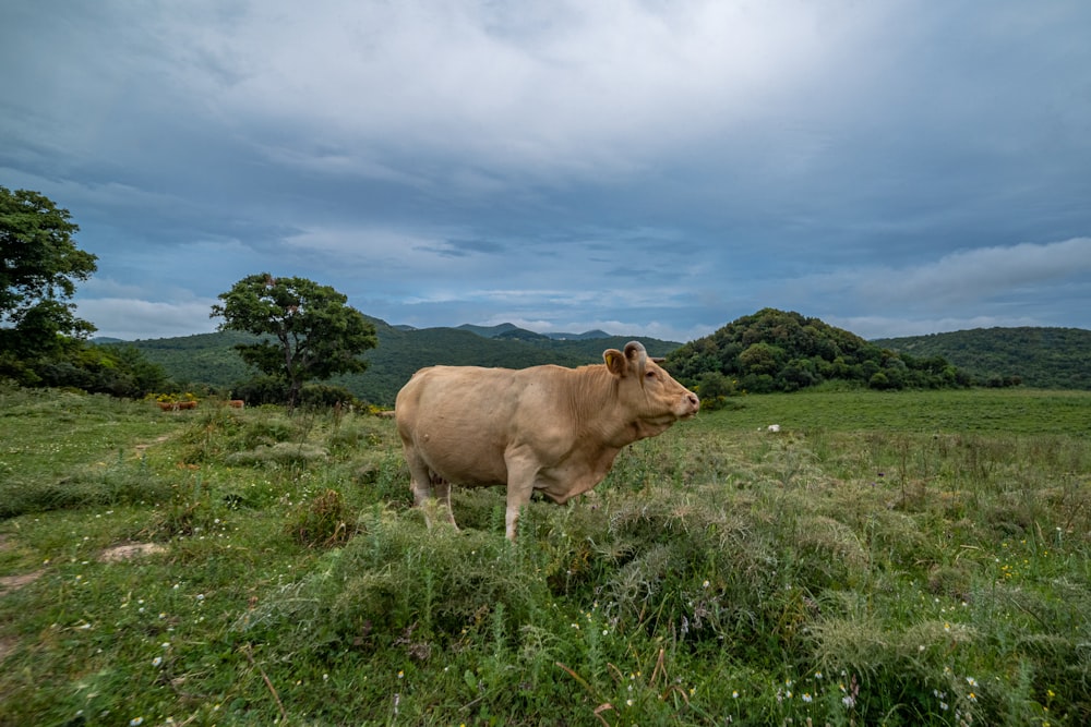 brown cow on green grass field under blue sky during daytime